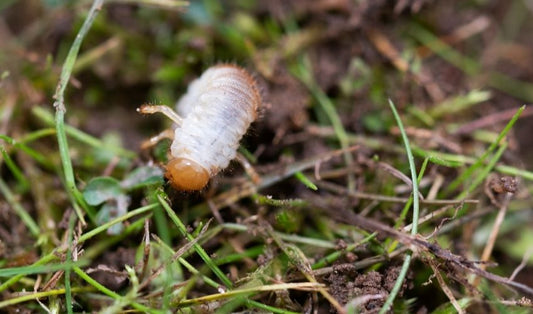 Avoid Grub Invasion