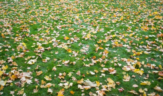 Planning Your Fall Annual Planting