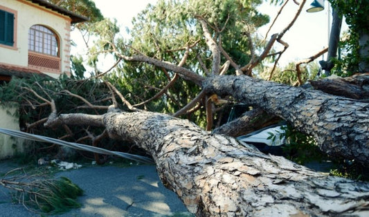 Prepare Your Yard for Hurricane Season