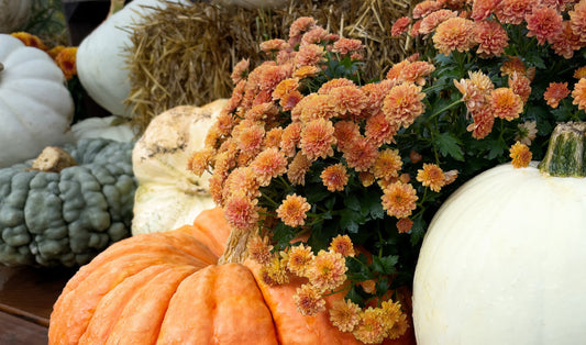 What to Plant in Your Fall Garden: Cool-Season Vegetables and Herbs