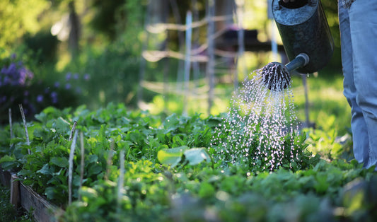 How to Water Plants While You're Away on Vacation: Tips and Tricks for a Healthy Garden