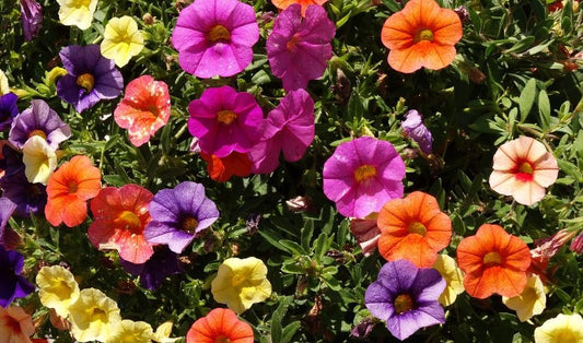 Summer Color: Top Annuals to Brighten Your Garden in July