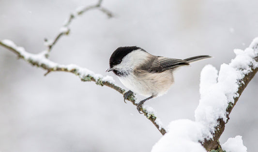 Helping Wildlife Through the Winter: Simple Ways to Support Local Birds and Critters