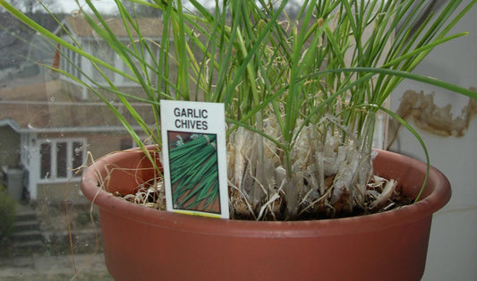 January Garden Ideas