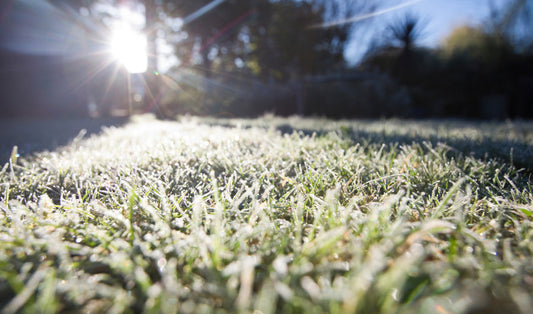 Late-Winter Lawn Care: What You Can Do Now for a Healthier Spring Yard