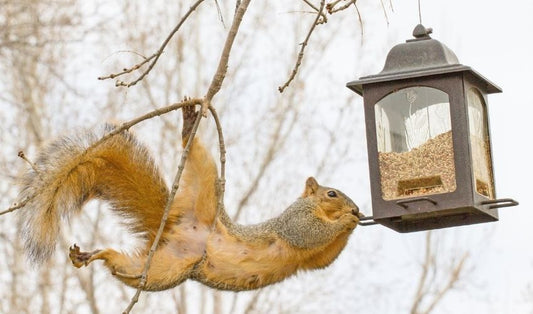 How to Keep Squirrels Out of the Yard and Garden