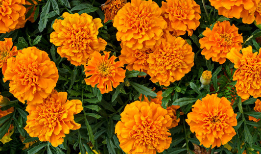 Bloom & Thrive: June Planting Ideas for Containers and Beds