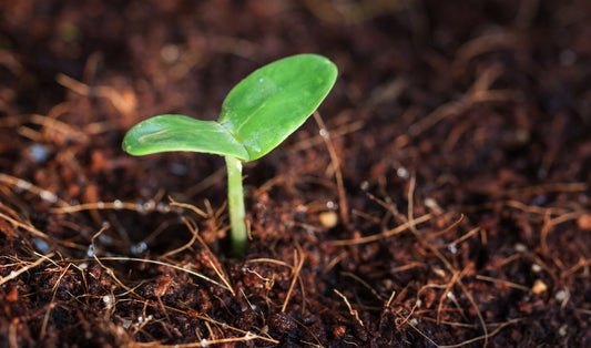 Prepping for Spring: Early Garden Planning and Seed Starting Tips