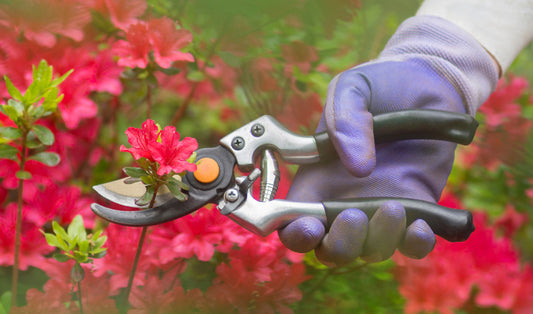 Midseason Garden Checkup: What to Prune, Fertilize, and Refresh in July