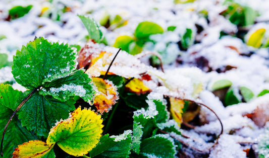Winterizing Your Garden: Protecting Soil, Plants, and Tools