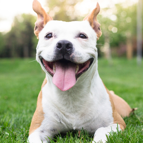 A happy dog sunbathing outdoors.