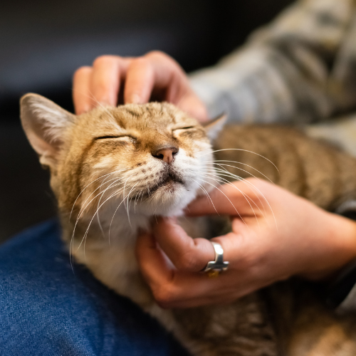 A cat laying on an owners lap, being pet and scratched.