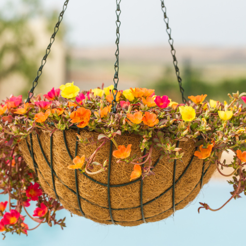 A close-up of a hanging flower basket.
