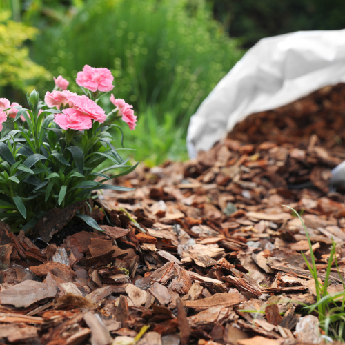 A close-up of pink flowers surrounded by brown mulch.