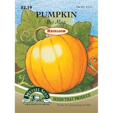 Wetsel Seed Heirloom Pumpkin - Big Max