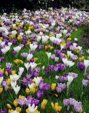 Netherland Bulb Company Deluxe Crocus Bulbs Mixed Species