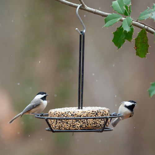 Harvest Seed & Supply Snack Stack Feeder